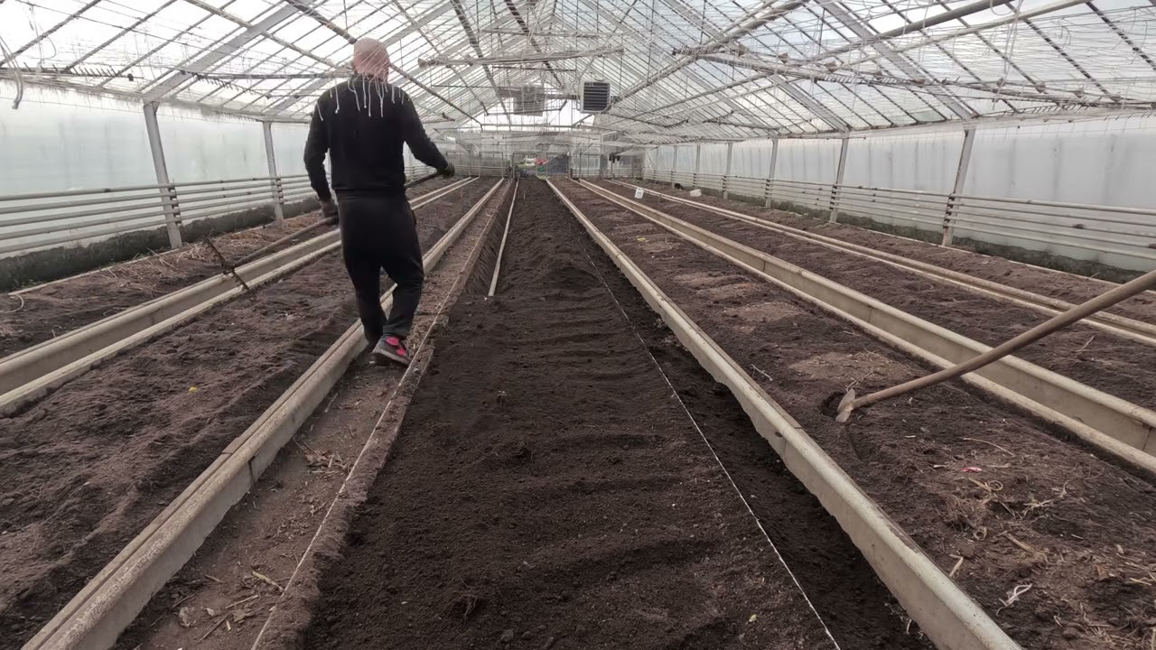 Uprawa frezji. Zakopywanie rur pod parowanie ziemi. ,,1''