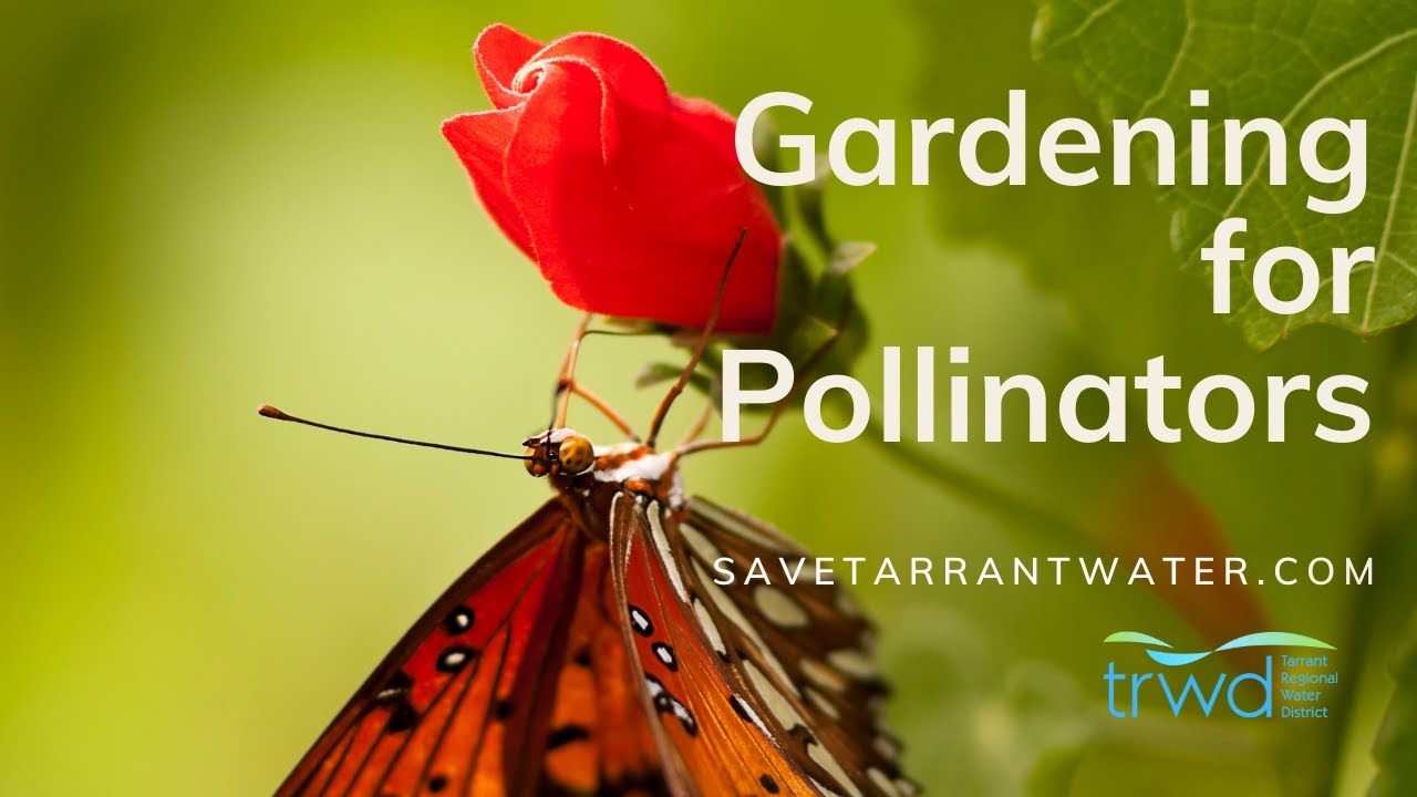Gardening for  Birds, Butterflies, and Bees in North Texas