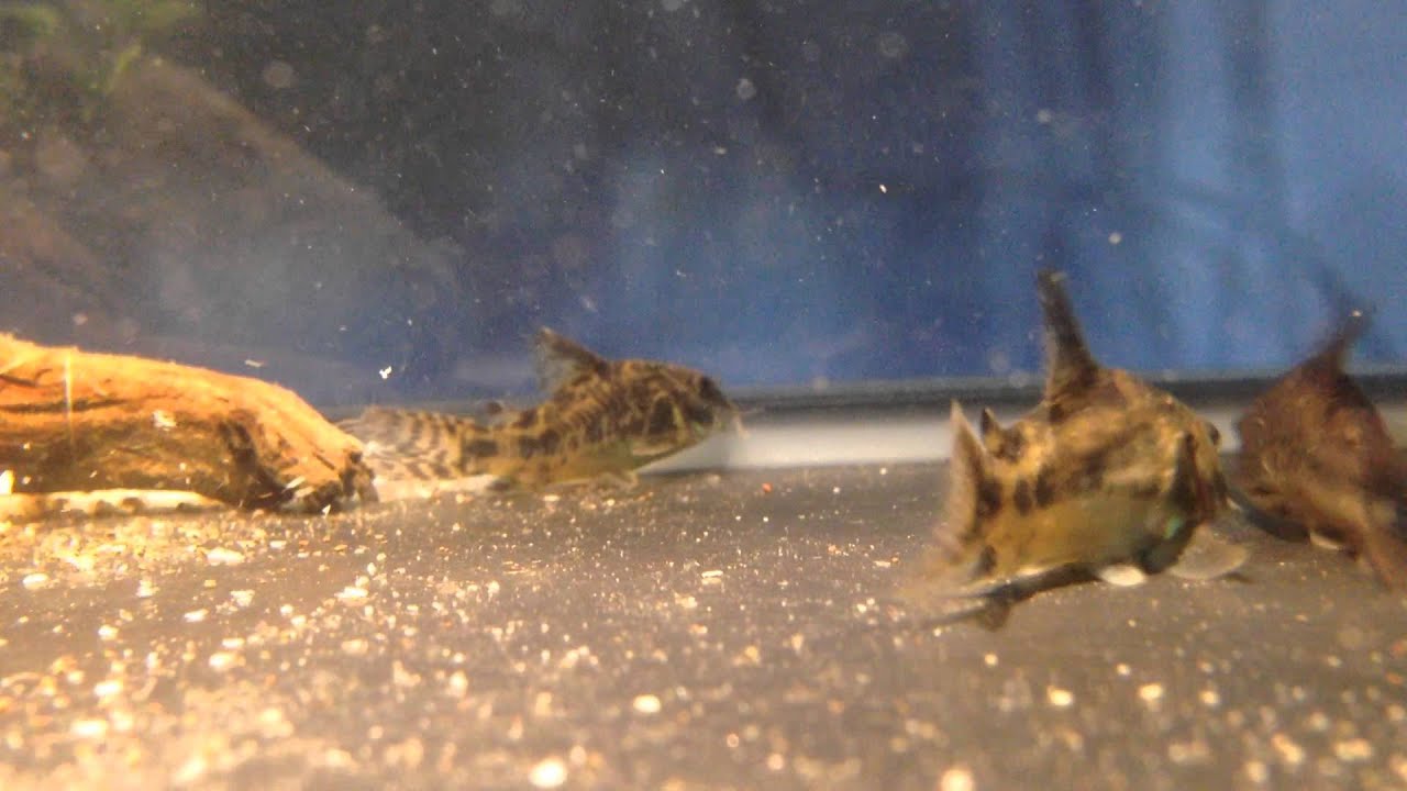 COMO REPRODUCIR CORYDORAS PALEATUS/PIMIENTA/MARMOL!!! Reproducción peces