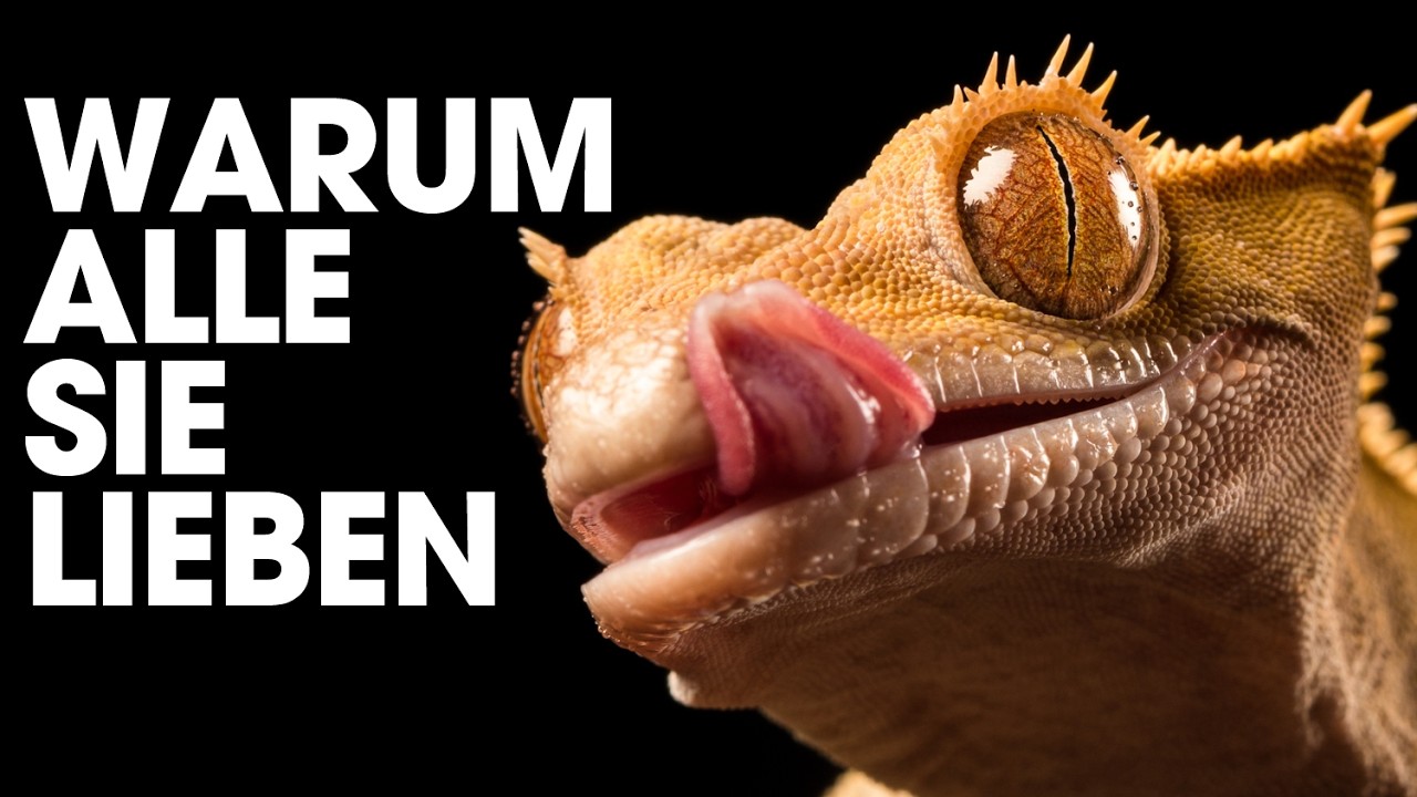 🦎 Mein KRONENGECKO zerstört alle meine Pläne - Haltung und Erfahrungen
