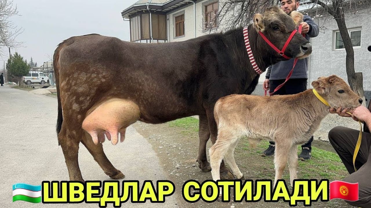 САРВАРБЕКДАН ТОЗЗА ШВЕД БОЛЛАРИ НОВВОС СИГИРЛАР БУГОЗЛАР СОТИЛАДИ SOTILADIGON SIGIRLAR 10 марта 2026