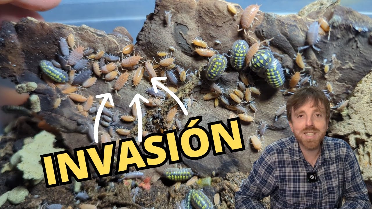 BATALLA DE IS&Oacute;PODOS 😯 Armadillidium gestroi VS Porcellionides pruinosus