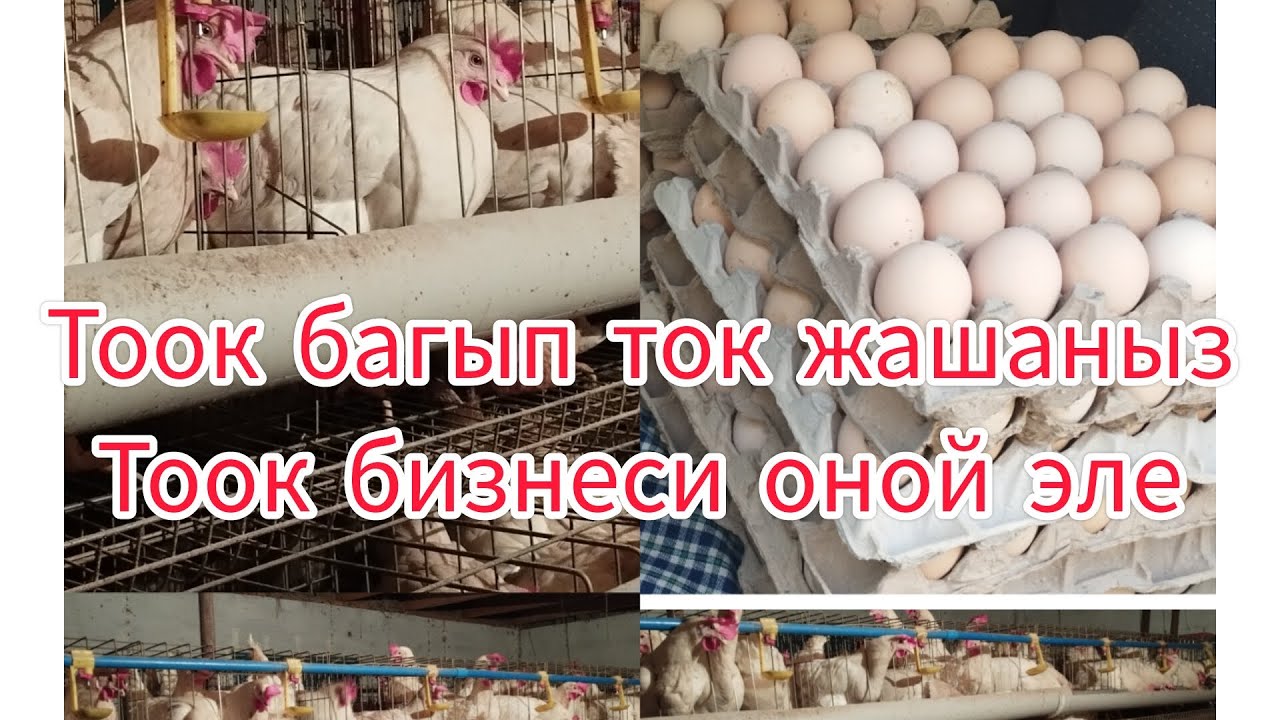 Тоок бизнесин баштоо женил эле#птицеводство#жумуртка#куры#тоок#несушка#цыплята#баткен