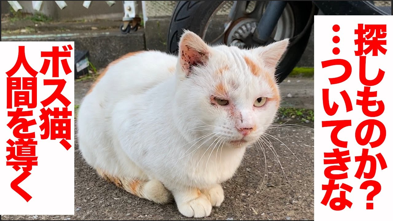 猫の組織NNNの幹部猫、人間を導く the boss cat's invitation
