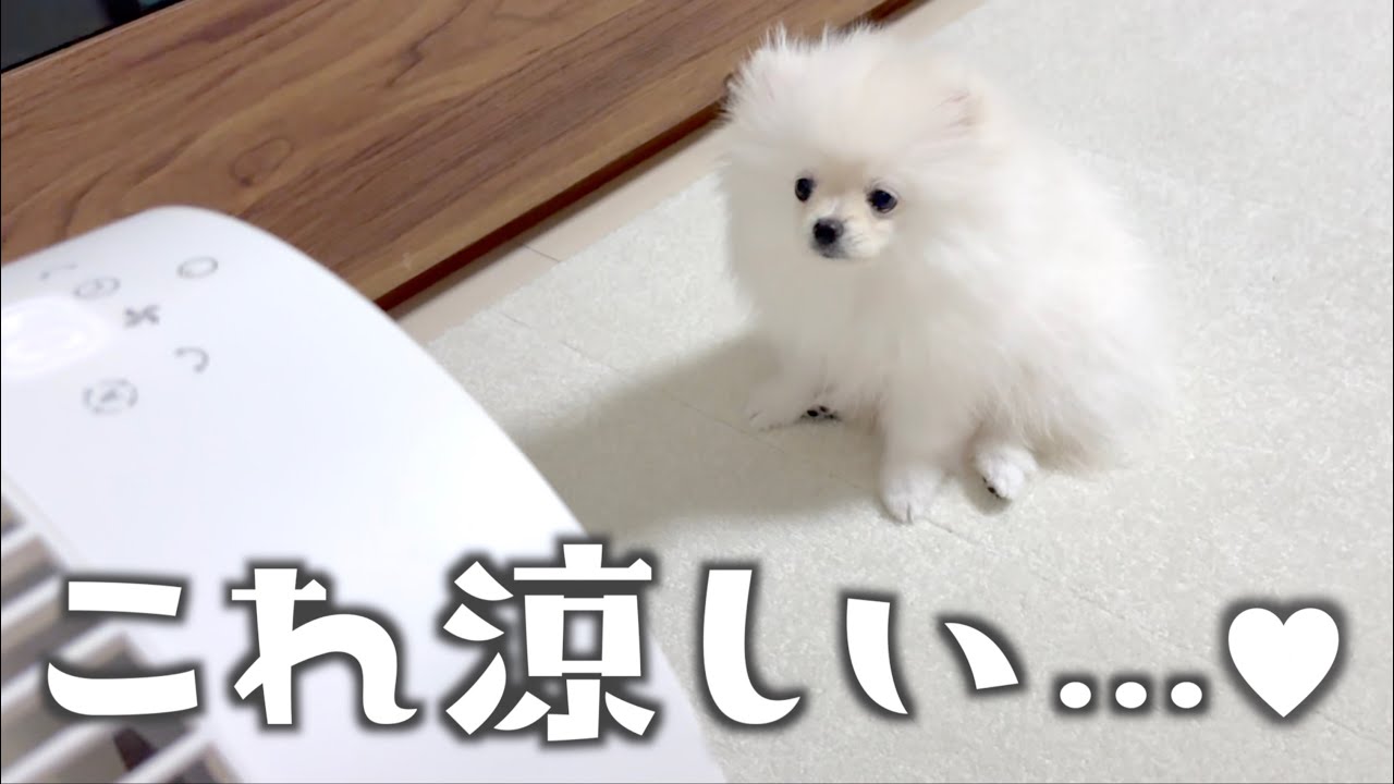 暑くなったので強風モードで涼むポメラニアン