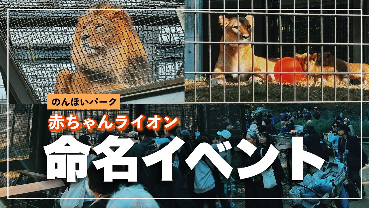 【のんほいパーク】赤ちゃんライオン命名イベント