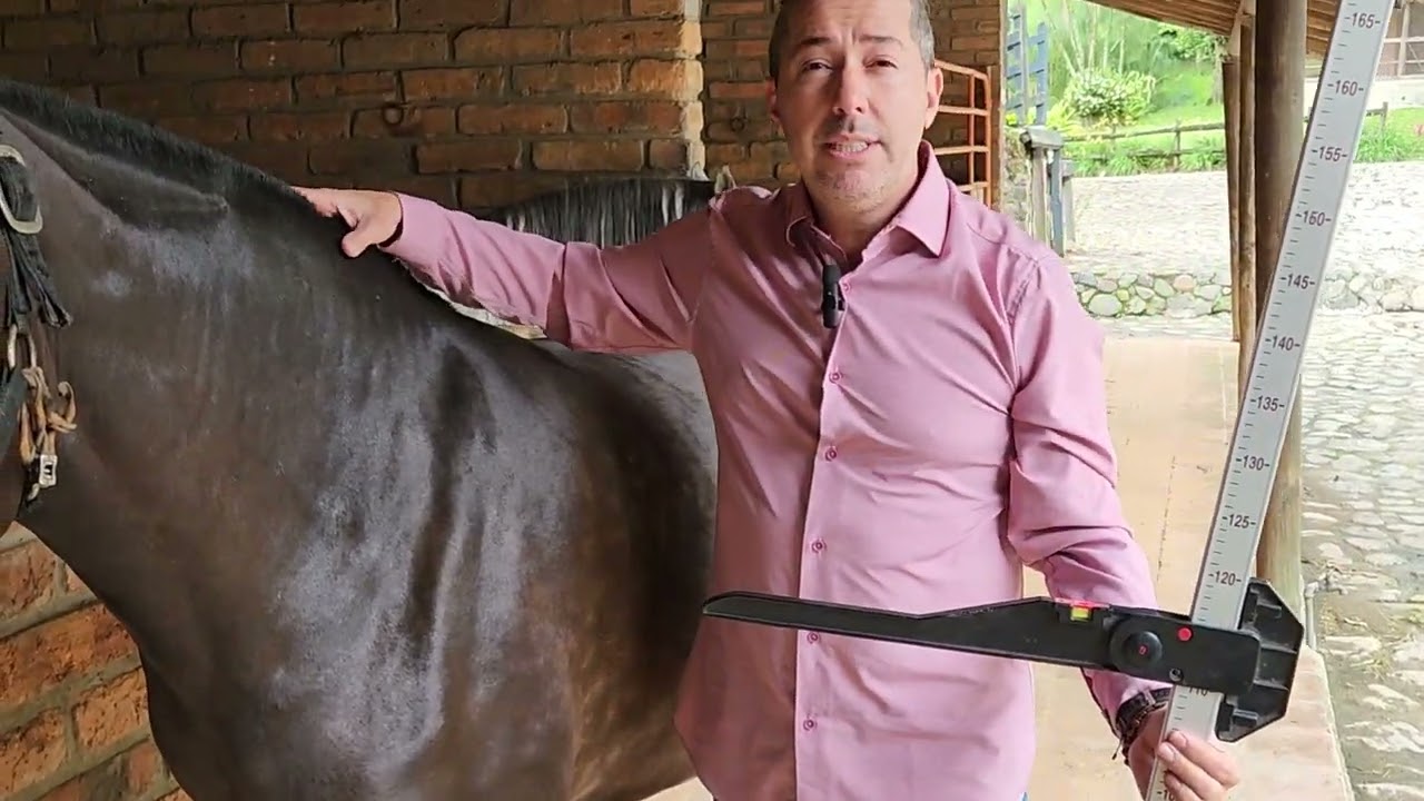 Como medir la altura  de un caballo (alzada) con el hipometro