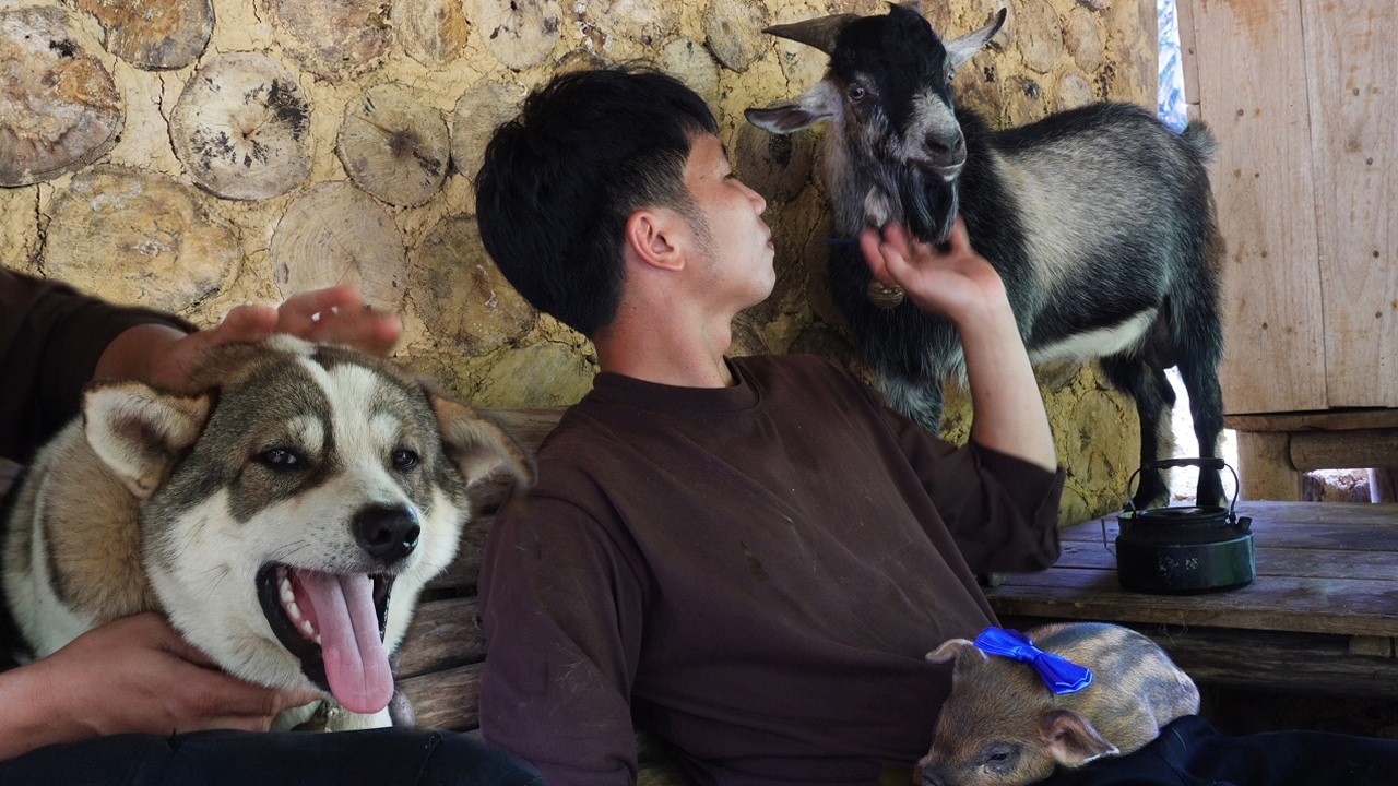 Happy Life in the Deep Forest with Pets | Building a Bushcraft House by the Waterfall & Gardening