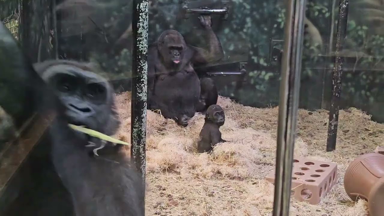 Louisville Zoo gorillas /02,18,26/