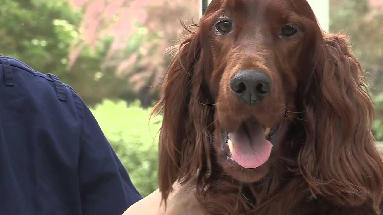 How to brush your dog's teeth