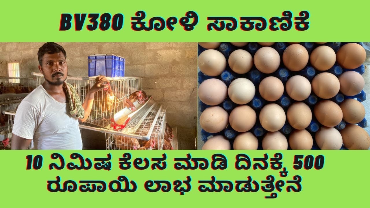 BV380 ಕೋಳಿ ಸಾಕಾಣಿಕೆ|10 ನಿಮಿಷ ಕೆಲಸ ಮಾಡಿ ದಿನಕ್ಕೆ 500 ರೂಪಾಯಿ ಲಾಭ ಮಾಡುತ್ತಿರುವ ಯುವ ಕೃಷಿಕ
