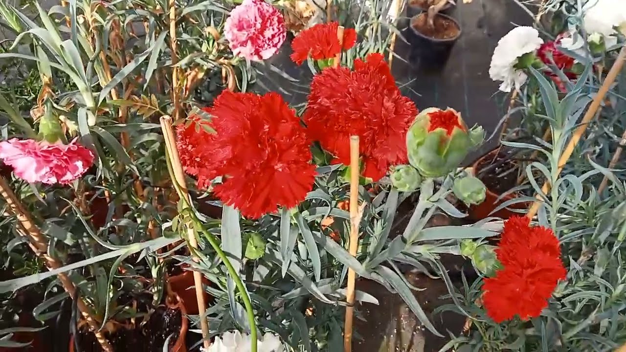 💚💐claveles 