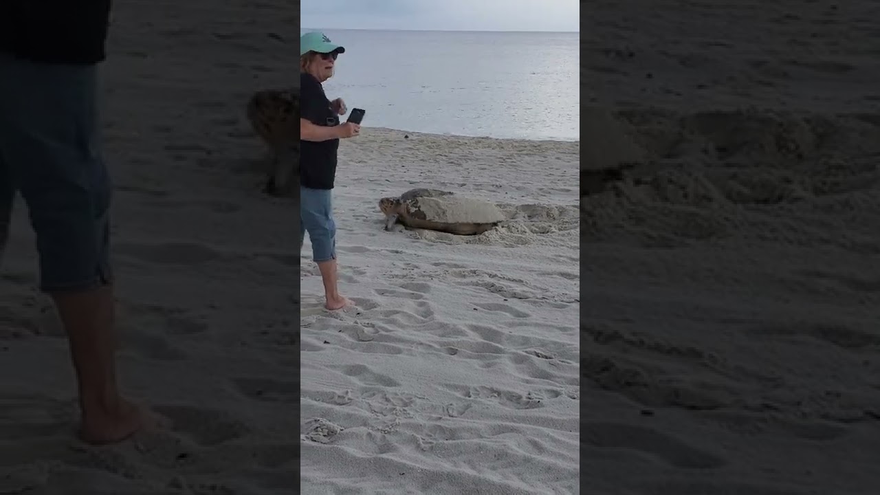 Loggerhead Sea Turtle #NaplesPier