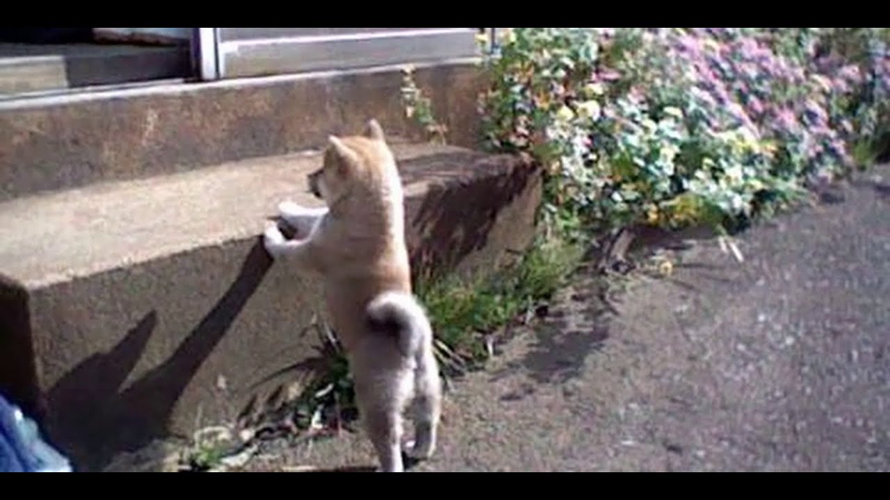 2023年9月13日(水) 【本日モモさん誕生日】みんなの後ろをついて回ってた頃のモモさん【 7th Birthday 】