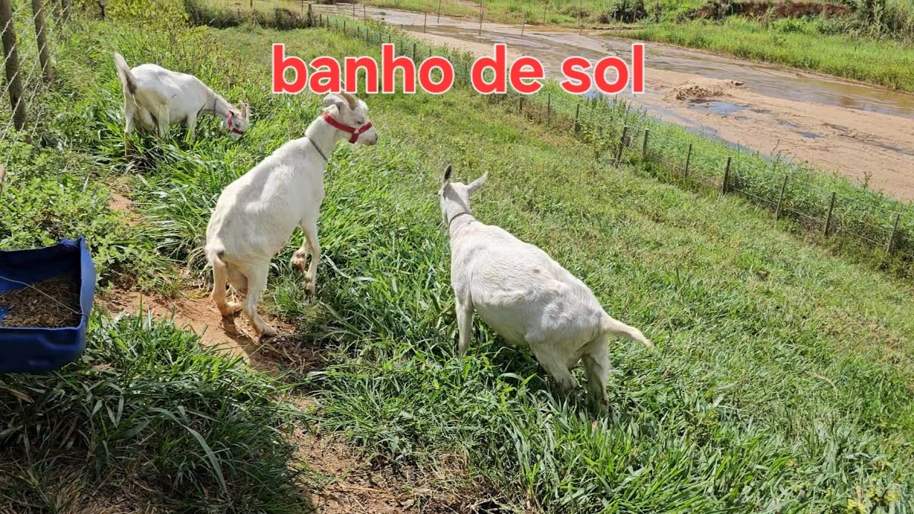 Soltando as cabras pra tomar sol 🌞