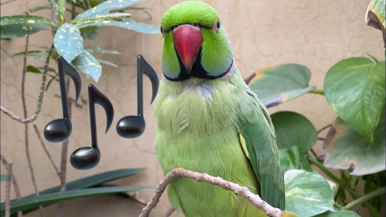 Talking indian green parrot 🦜 #asmr #birds #birdsavairy (Episode-64)