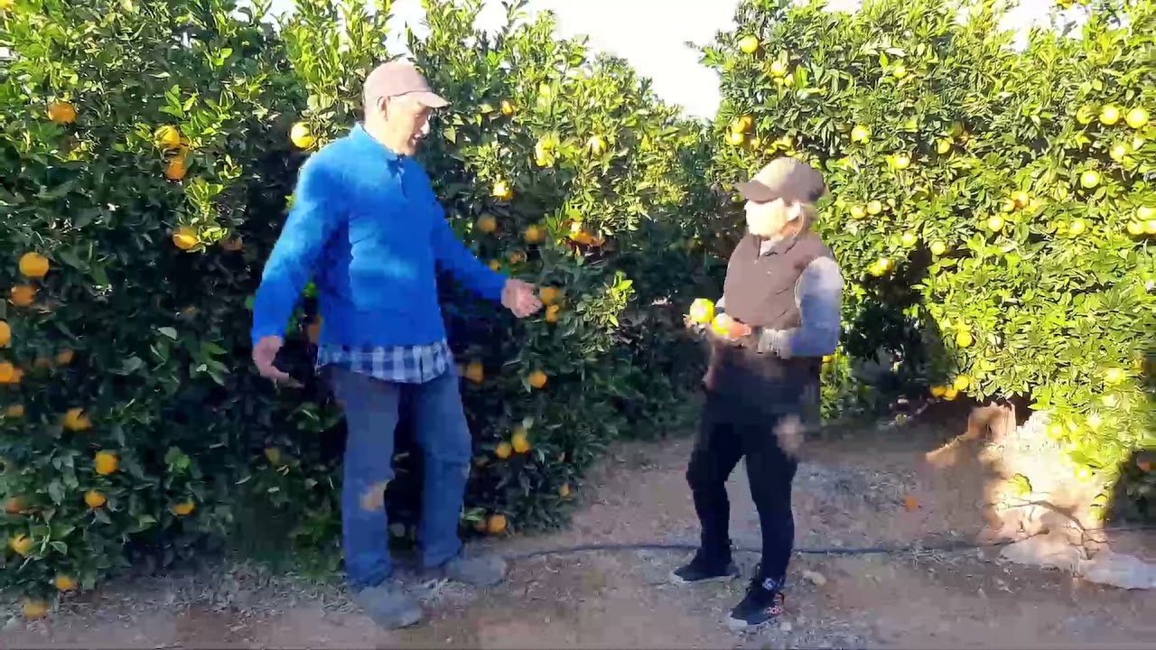 Gisela vuelve un año mas a la recolección.