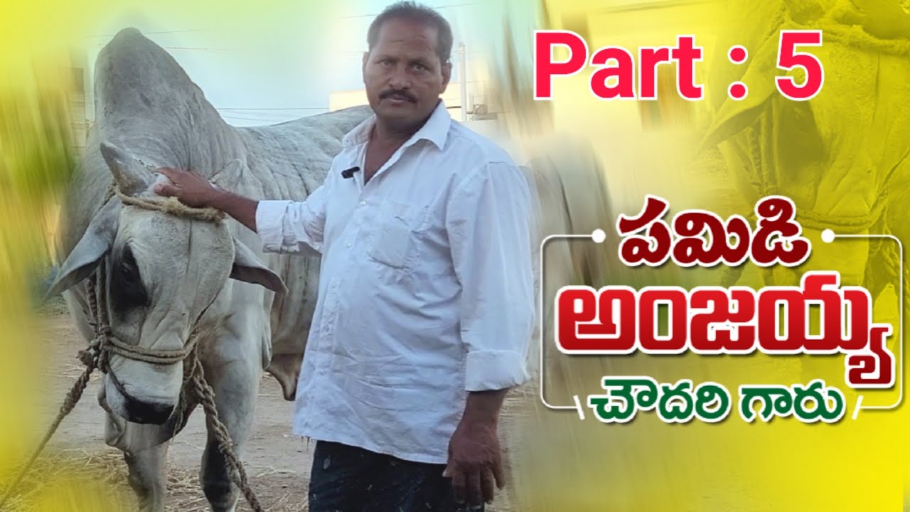 Pamidi anjiiah chowdary chowdary gari tho chit chat part:5 ......#Farmer Junction