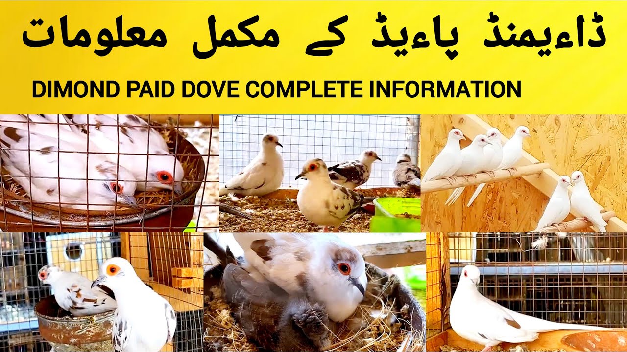 Pied Dove Breeding Formula | Dove Breeding Diet | Birds Breeding Vitamins | Dove Breeding Tips