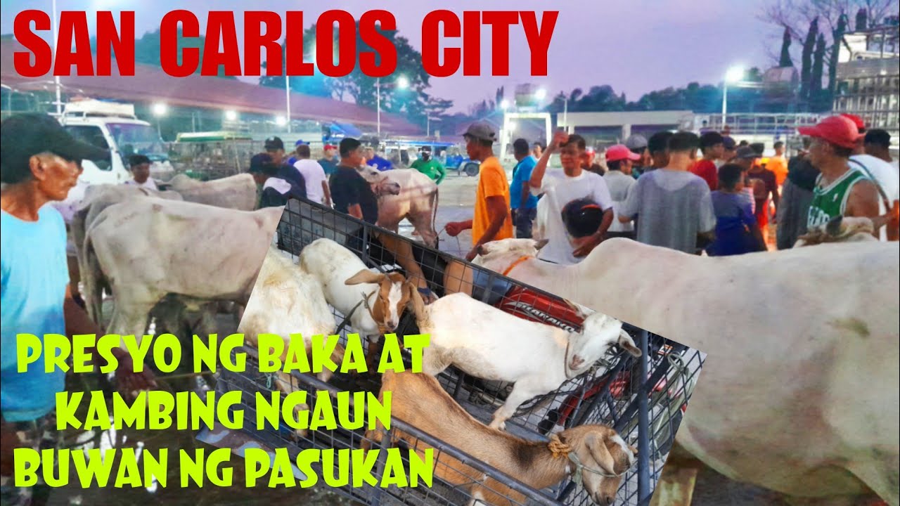 June 01, 2024 Update  Presyo ng Baka at Kambing  San Carlos Livestock Market in Pangasinan #market