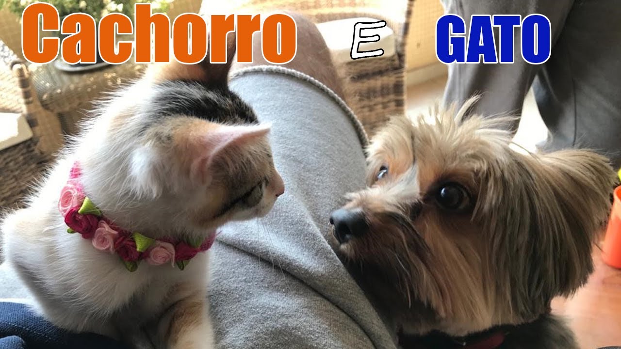 Como apresentei meu CACHORRO ao novo GATO?