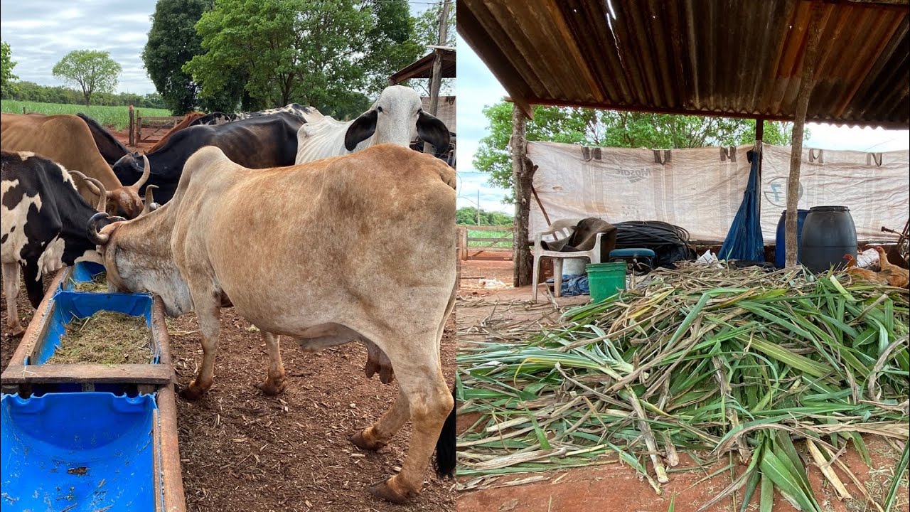 Tratando Das vaca leiteira Com Brs capim  açu