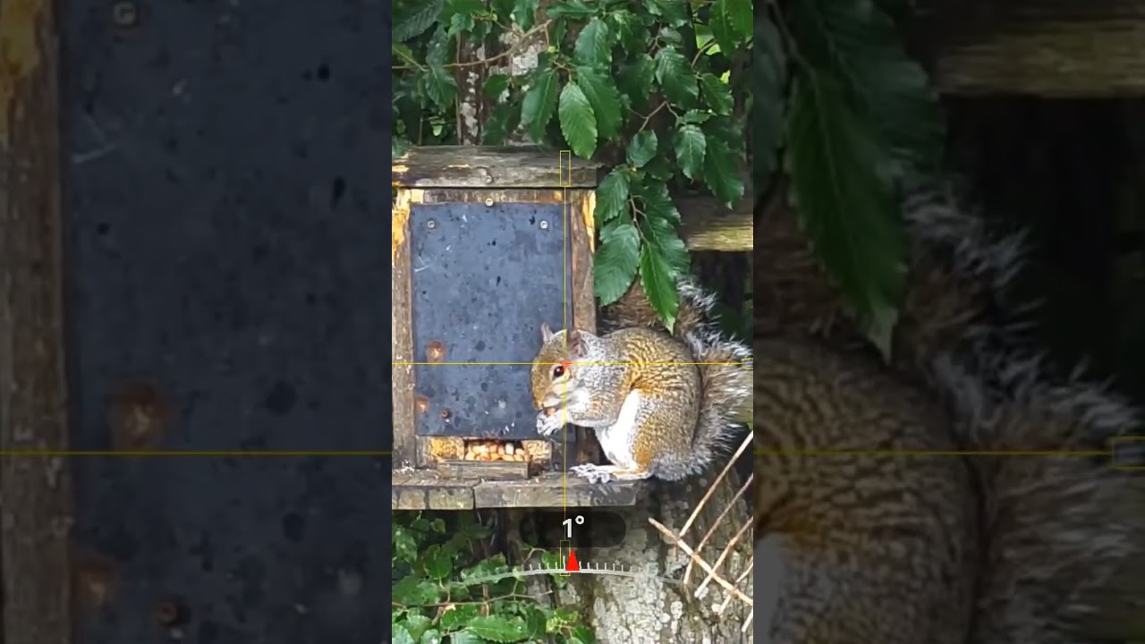 The Grey Menace! #airgun #hikmicro #hunting #squirrel #headshot #slomo #pestcontrol #uk #slowmotion