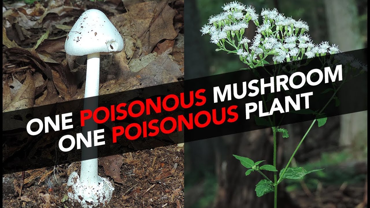 One Poisonous Mushroom | One Poisonous Plant