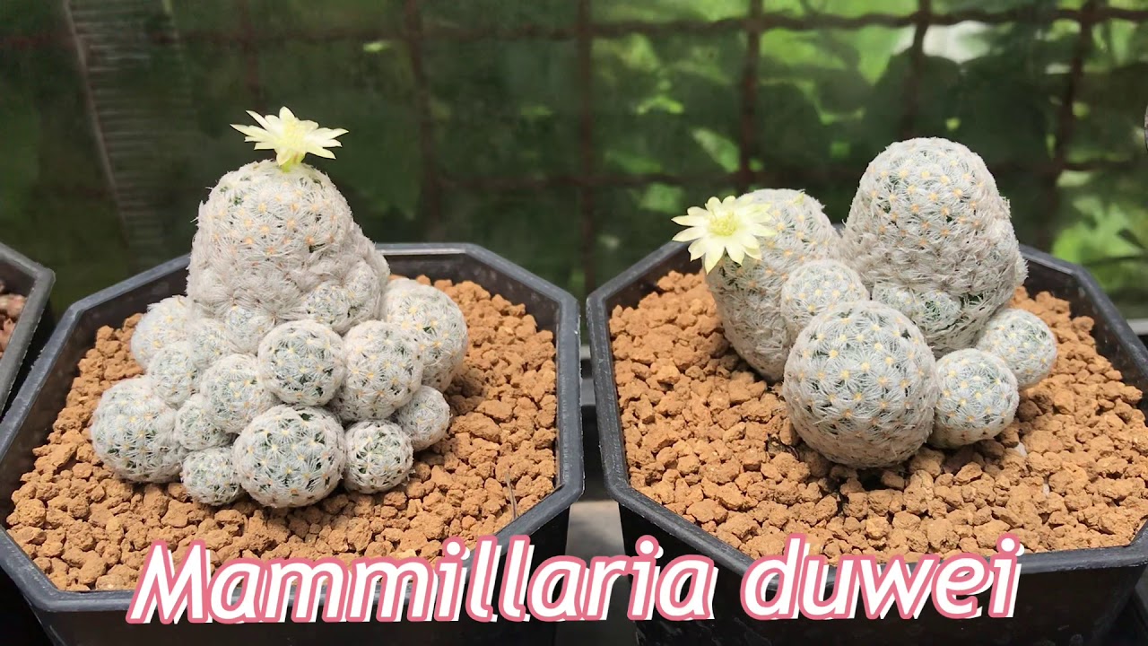 ชวนมาดูแคคตัสตระกูล “แมมมิลลาเรีย (mammillaria) ที่เลี้ยงง่าย...หนามสวย”   | PB CACTUS Channel