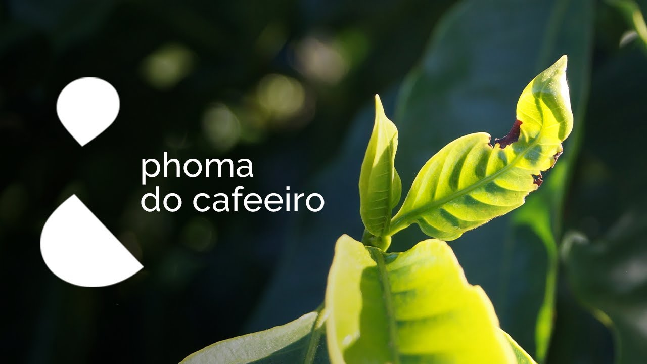 A Phoma do Cafeeiro - Como ela Prejudica a Lavoura de Café