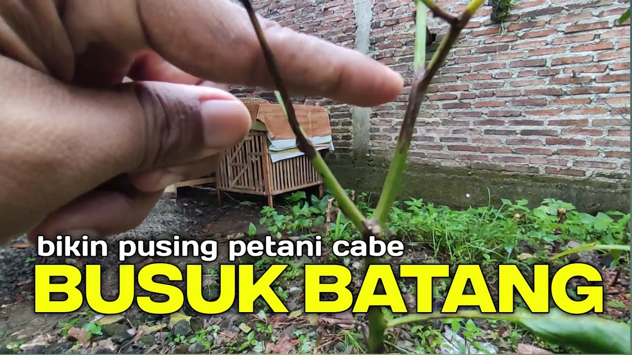 busuk batang cabe di pot‼️