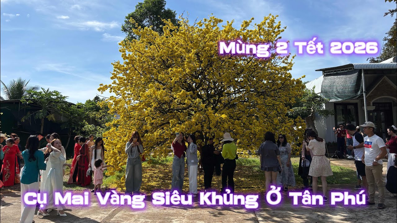 🐉💥Chiêm ngưỡng “cụ Mai Vàng” đẹp nhất Đồng Nai ở Tân Phú mùng 2 Tết Bính Ngọ 2026|Vùng Đất Rồng 