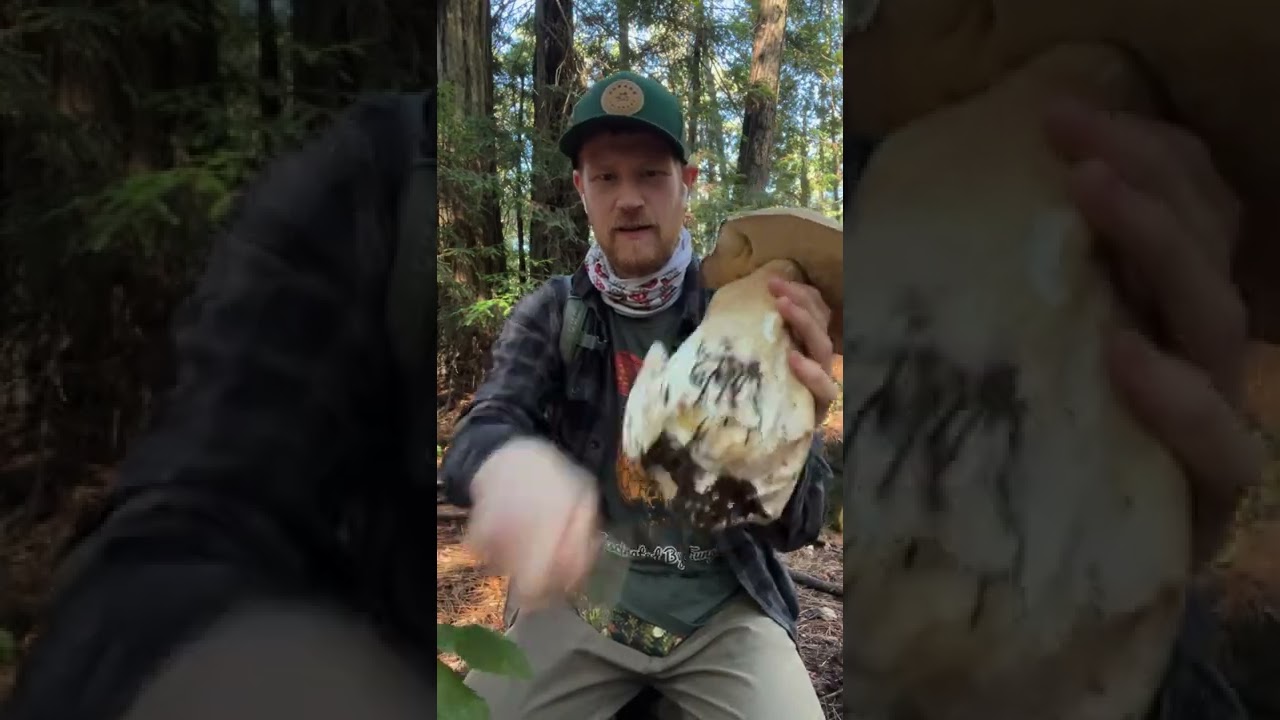 Абсолютно ОГРОМНЫЙ белый гриб (Boletus edulis var grandedulis), вкуснейший съедобный гриб!