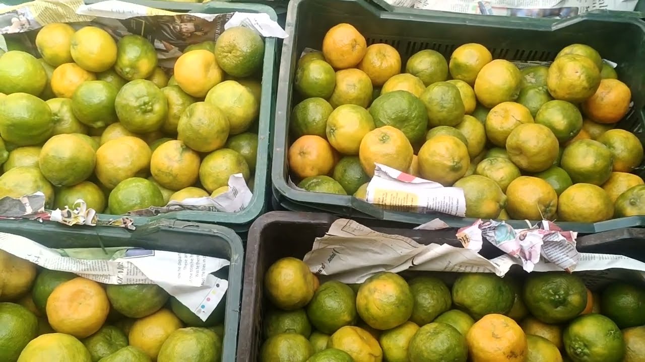 #today 12 February 2026 #live Orange 🍊 Boxes Auction Rates #batasingaramfruitmarket
