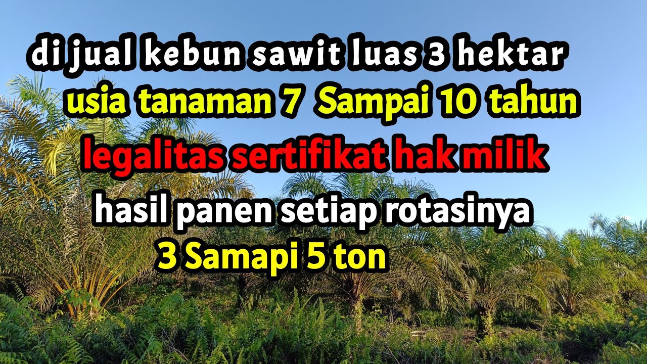 di jual kebun sawit luas 3 hektar hasil panen 3 ton sampai 5 ton legalitas SHM