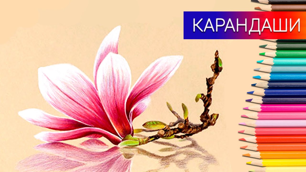 Как нарисовать цветок магнолии цветными карандашами ✎ Таймлапс 👍