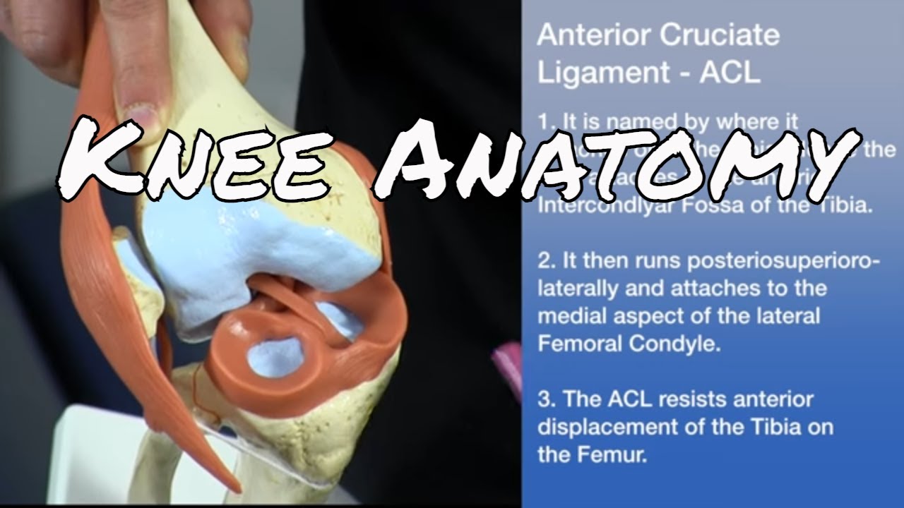 Knee Anatomy - Knee Architecture and Ligaments