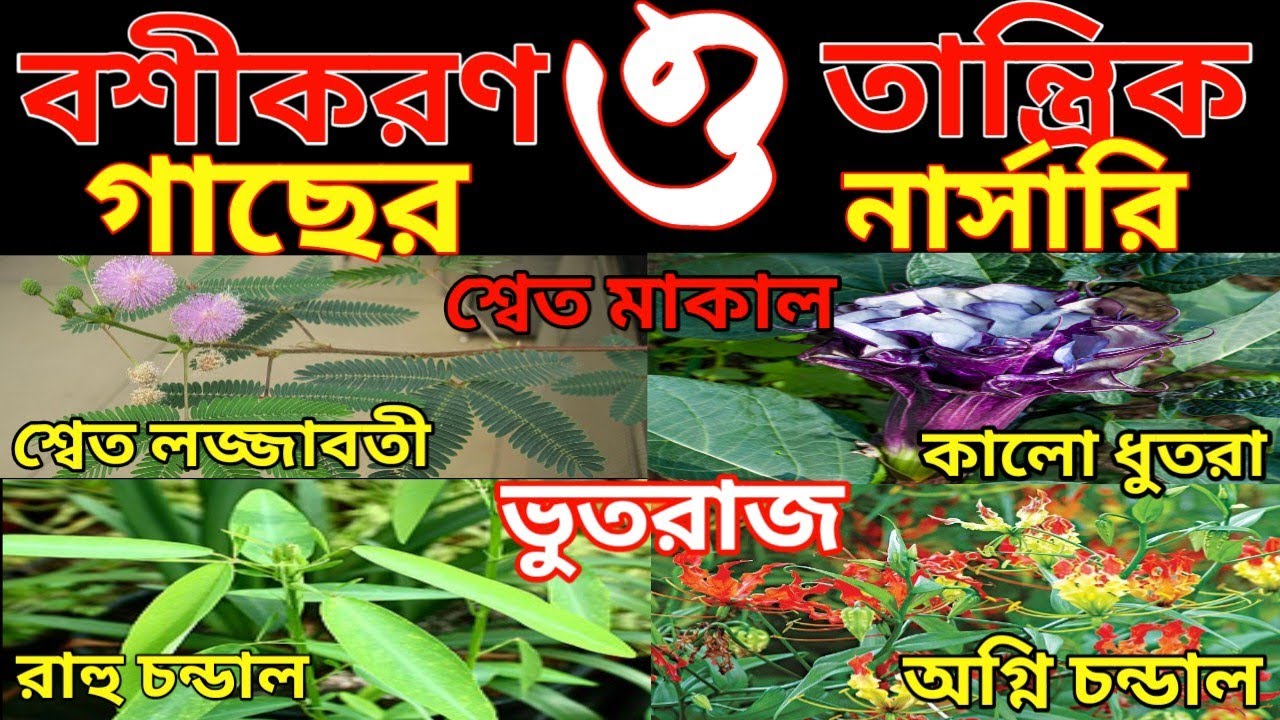 শ্বেত মাকাল, শ্বেত লজ্জাবতী, ভূতরাজ, কালো ধুতরা, রাহুচন্ডাল, অগ্নিচন্ডাল, ভুত চন্ডাল গাছের নার্সারি।