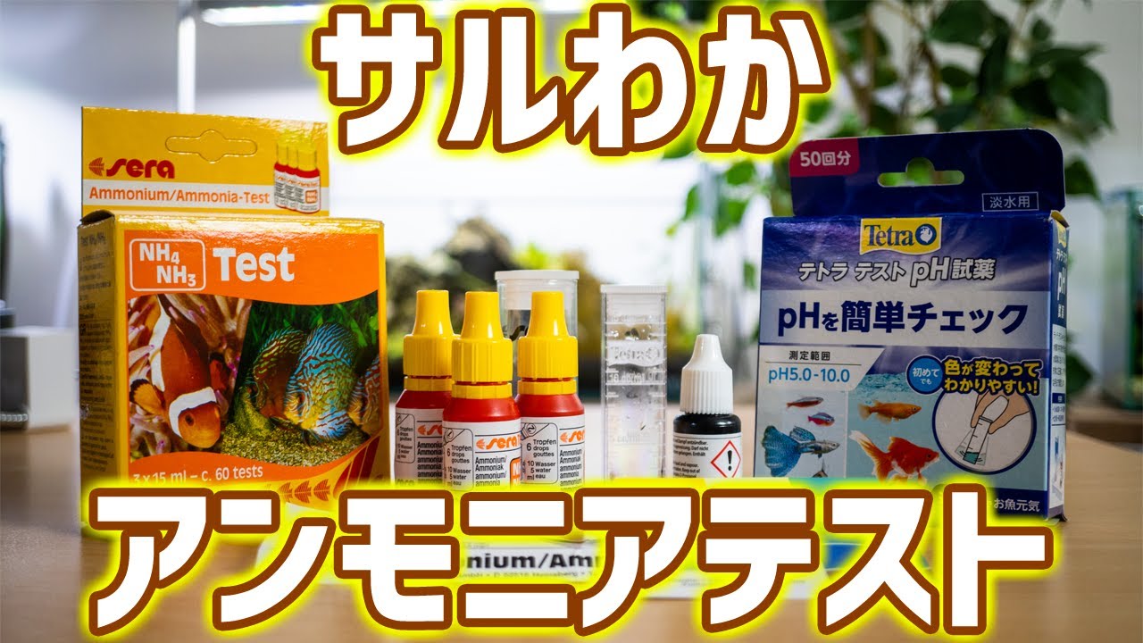 水槽の水質検査！sera アンモニアテスト＆テトラテストpH試薬の使い方＆実際の水槽で水質チェック！ #アクアリウム 【ビバアクア】