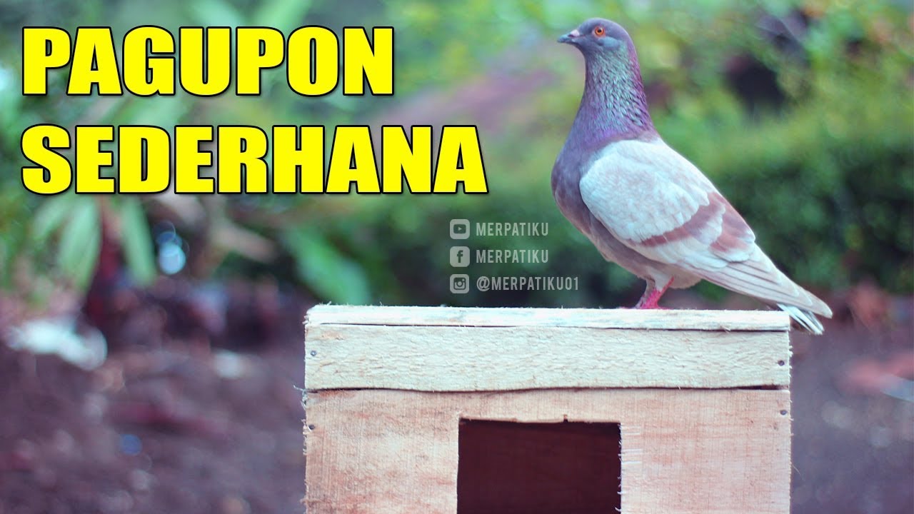 BIKIN PAGUPON UNTUK BURUNG MERPATI # MERPATIKU