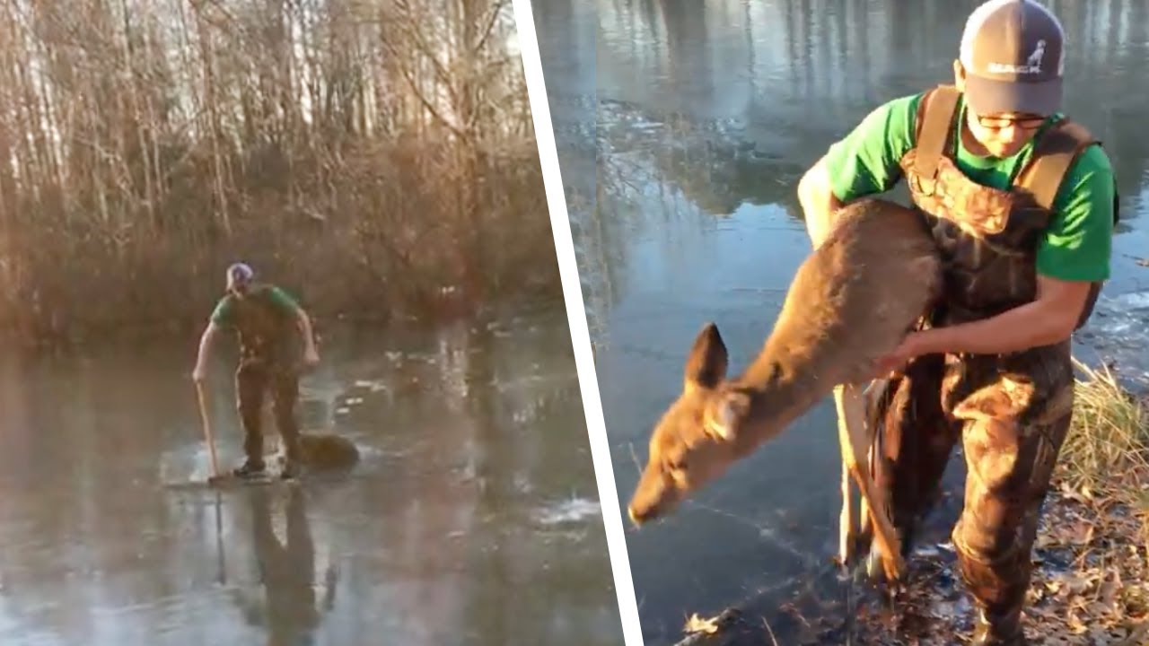 La biche s'agite lorsque l'homme la soulève. Peu après, il se passe quelque chose de merveilleux
