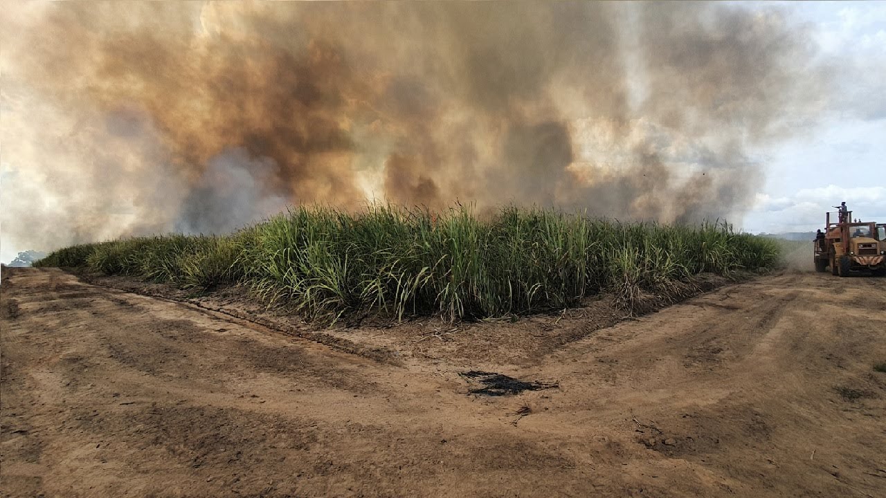 Sugarcane Borotou campagne 2021 2022