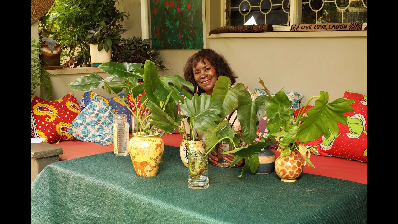 Philodendron Water Propagation for Beginner Gardeners. Grow and Display!