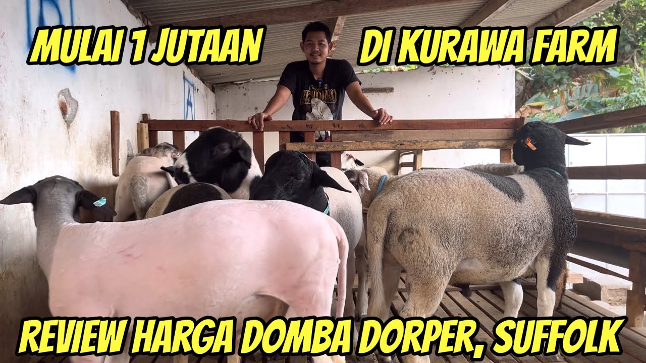 REVIEW HARGA DOMBA DORPER, SUFFOLK, PAKET INDUK ANAK MURAH DI KURAWA FARM KEDIRI