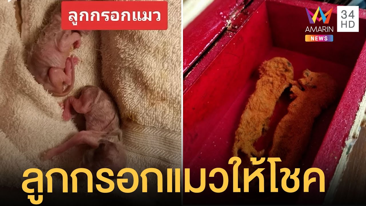 'ร่ำรวย-ค้ำคูน' ลูกกรอกแมว เครื่องรางด้านโชคลาภ จากสี่ขาแสนรัก