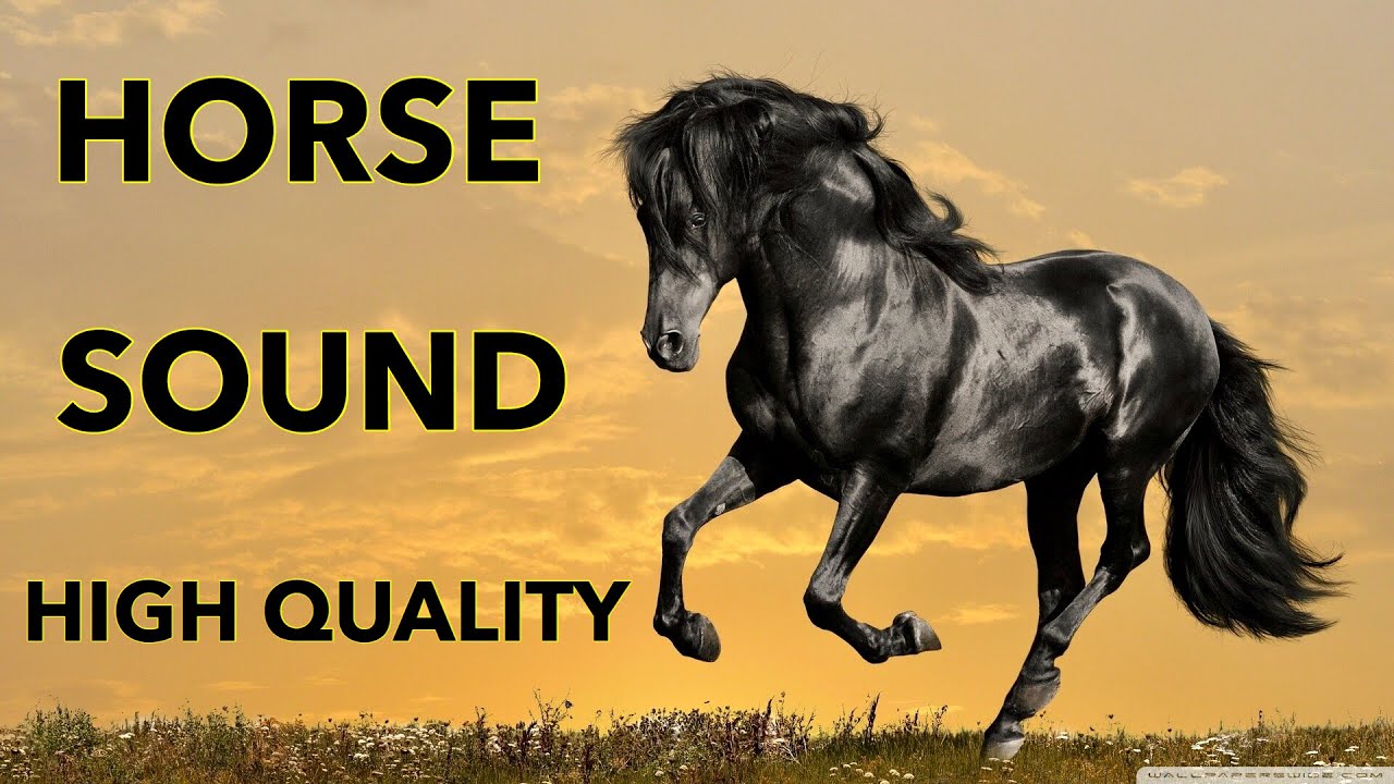 Horse Neigh Sound Effects | Horse Sound HQ