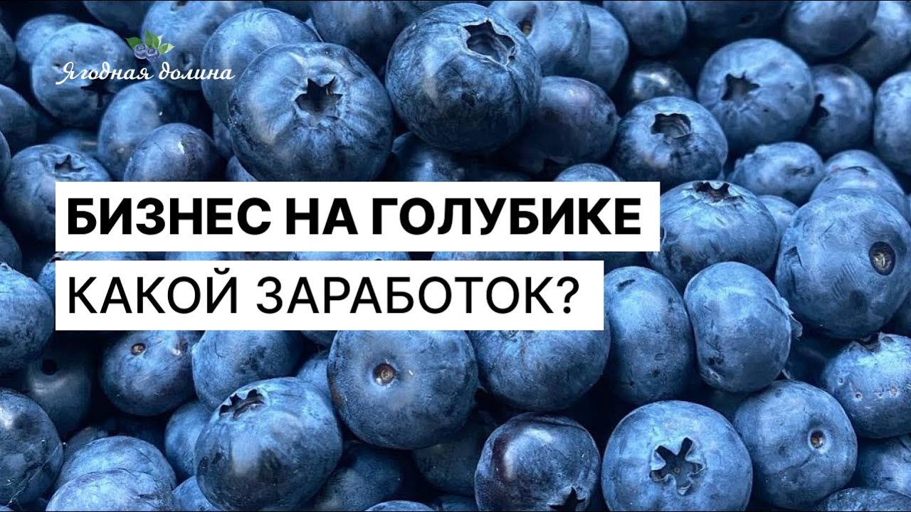 Сколько можно заработать на плантации голубики?