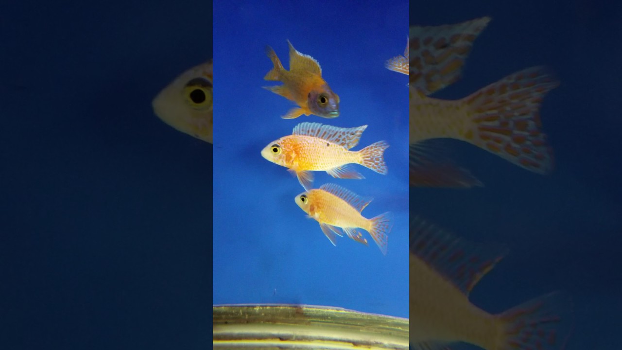 Huge stock list update. African Cichlids