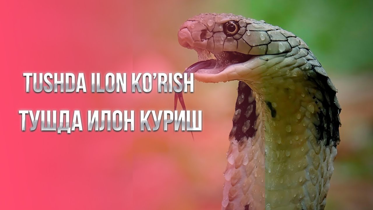 Tushda ilon ko'rish Тушда илон куриш