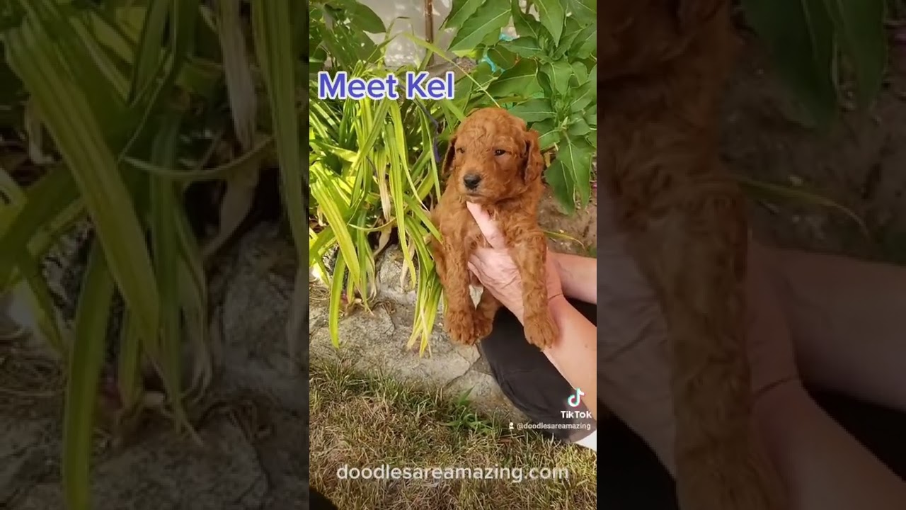 Deep Red Goldendoodle Baby Pupper Boy